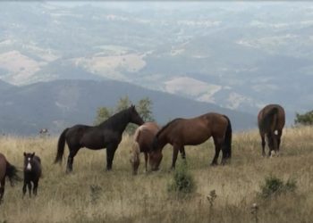 Obezbeđena voda za divlje konje na Stolovima