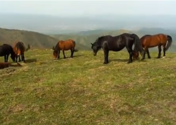 Jedna od najlepših razglednica iz Kraljeva – Divlji konji na Stolovima privlače sve veći broj turista