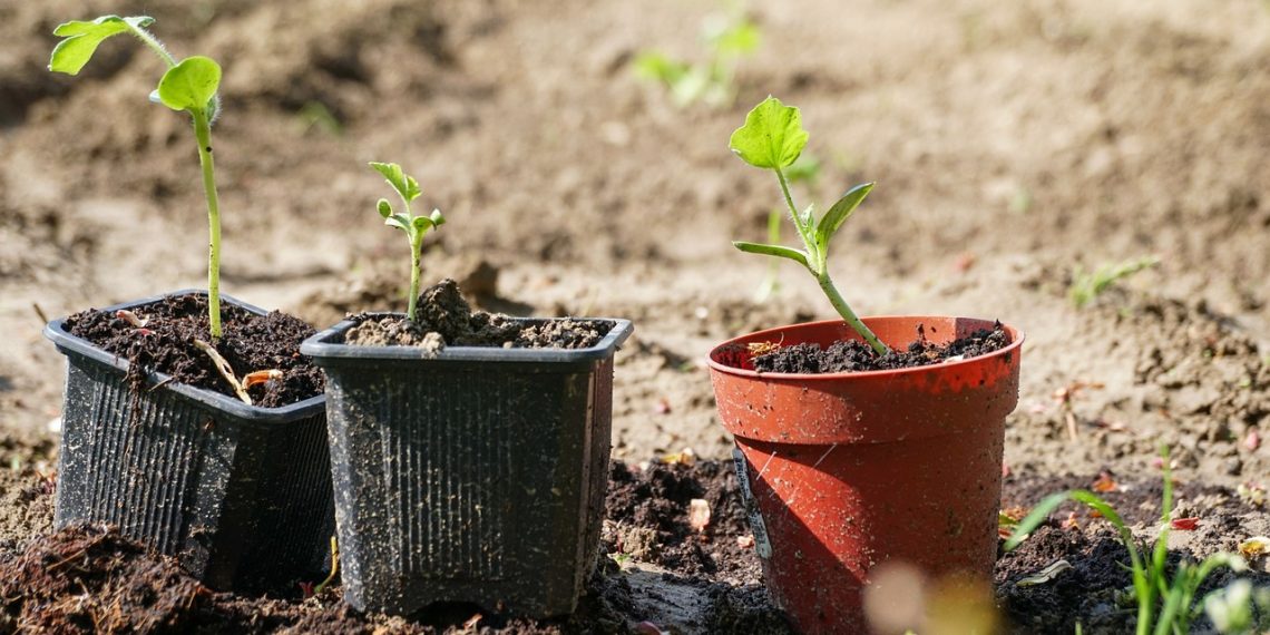 Podela besplatnih sadnica građanima na kraljevačkom Trgu