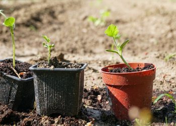 Podela besplatnih sadnica građanima na kraljevačkom Trgu