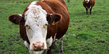 Poziv kraljevačkim poljoprivrednicima – Do kraja meseca prijave za podsticajna sredstva