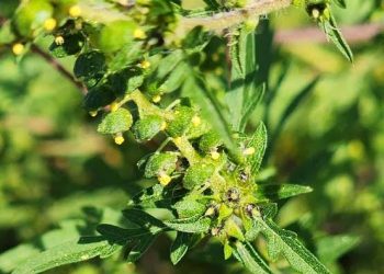 U Kraljevu u toku prva faza suzbijanja ambrozije