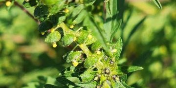 U Kraljevu u toku prva faza suzbijanja ambrozije