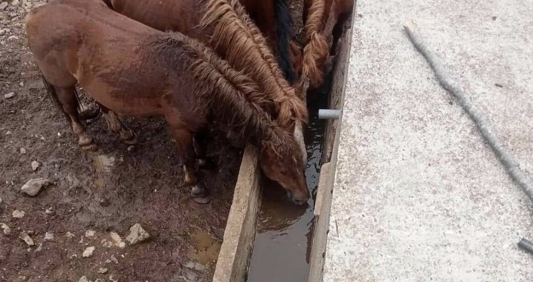 Obezbeđena voda za piće za divlje konje na Stolovima