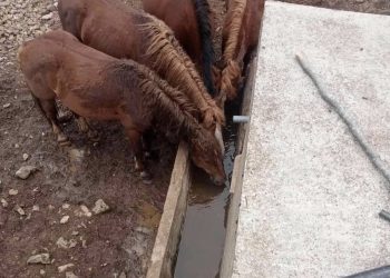 Obezbeđena voda za piće za divlje konje na Stolovima