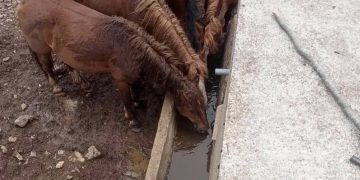 Obezbeđena voda za piće za divlje konje na Stolovima