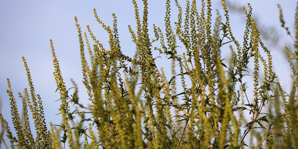Olakšanje za alergične- U toku suzbijanje ambrozije u Kraljevu