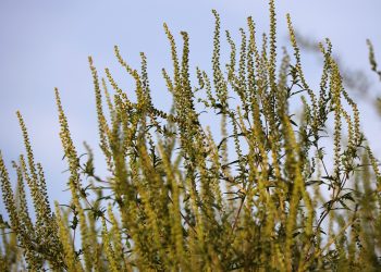 Olakšanje za alergične- U toku suzbijanje ambrozije u Kraljevu