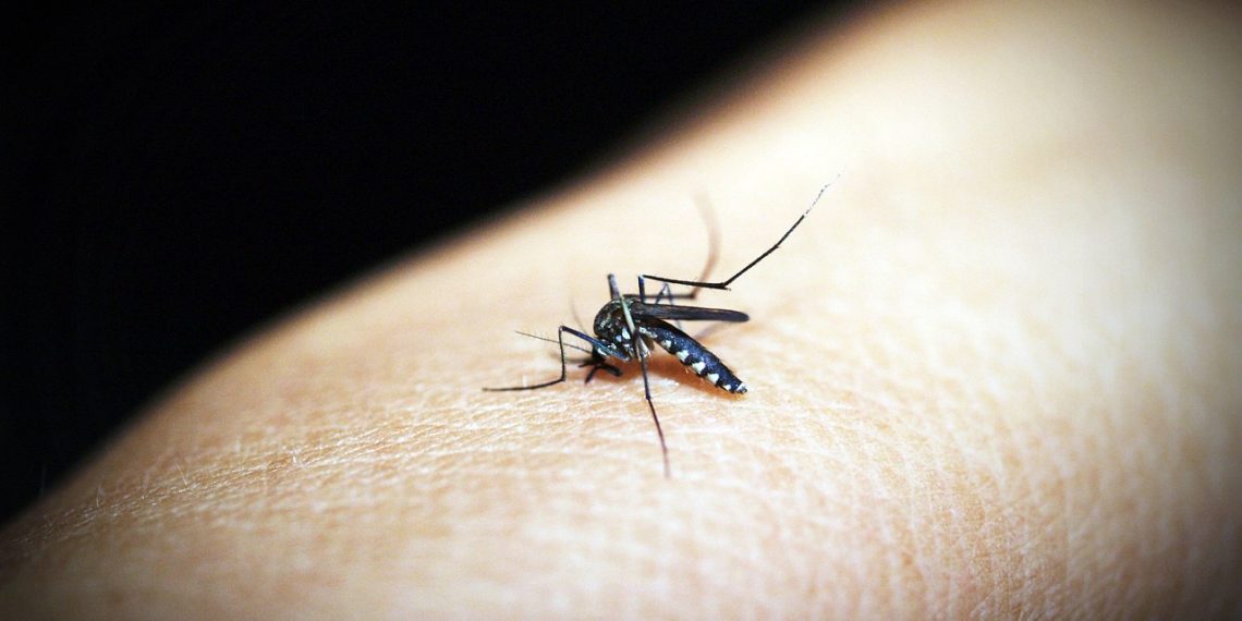 Od danas suzbijanje komaraca u Kraljevu