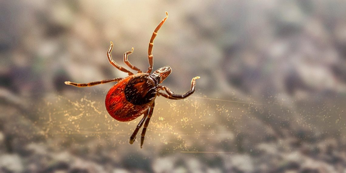 Suzbijanje krpelja u Kraljevu: Gde i kada se sprovodi tretman?