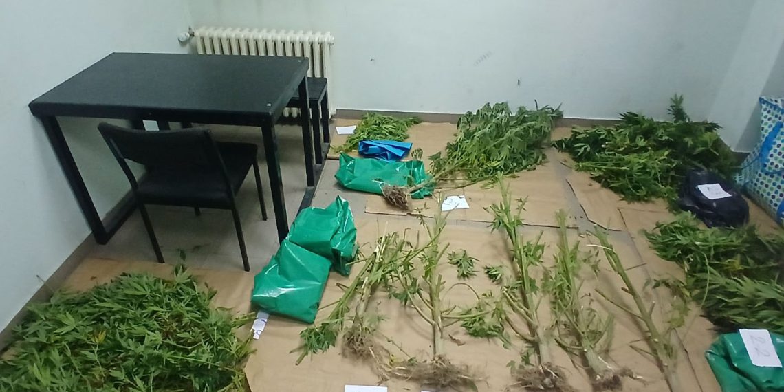 Uhapšen pedesetsedmogodišnji Kraljevčanin zbog uzgajanja kanabisa